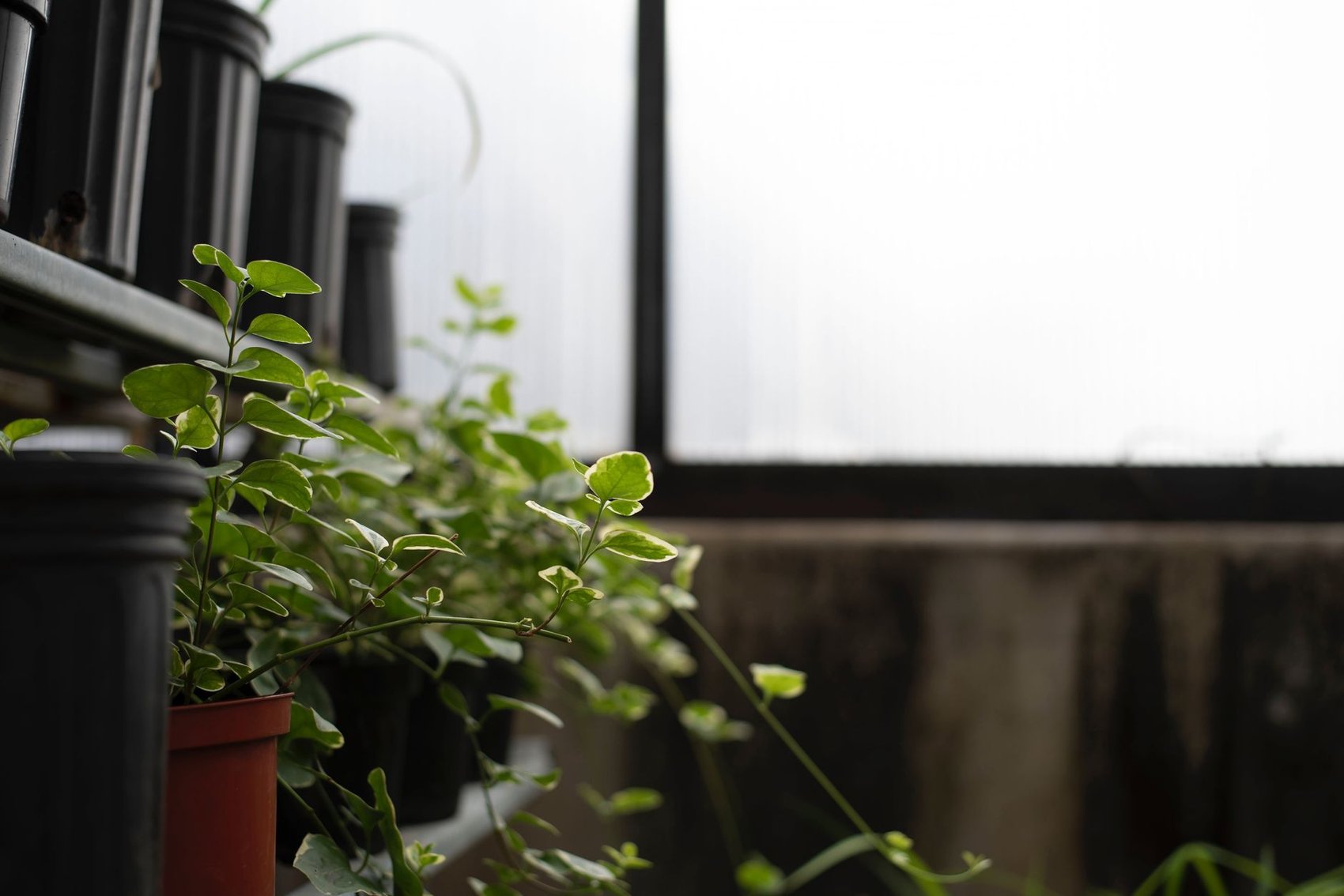 Potted ornamental plants