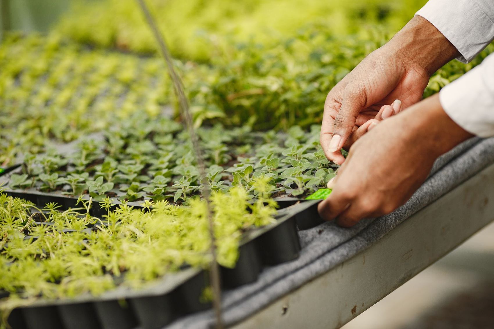 Seedling trays in the greenhouse