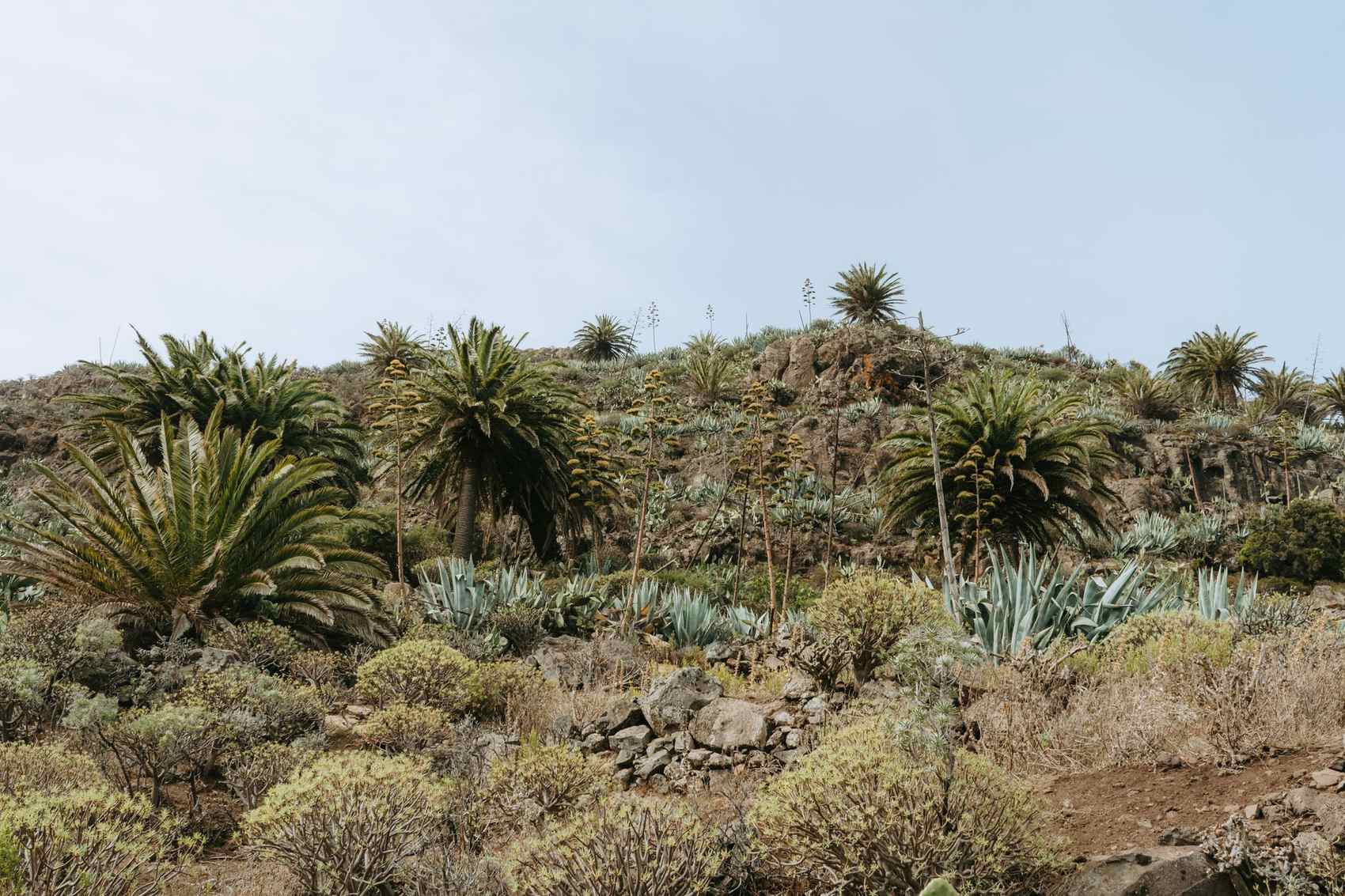 Date palm cultivation at Pure Nature Farm