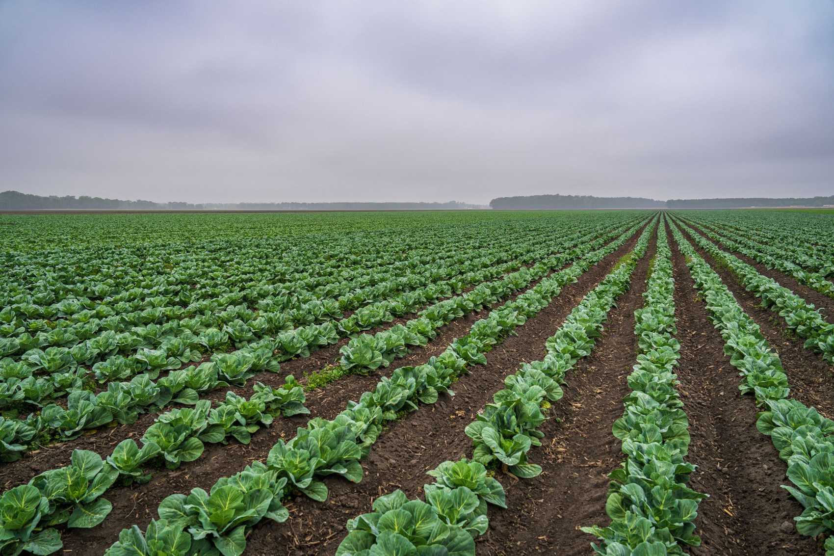 Seasonal vegetable rows at Pure Nature Farm